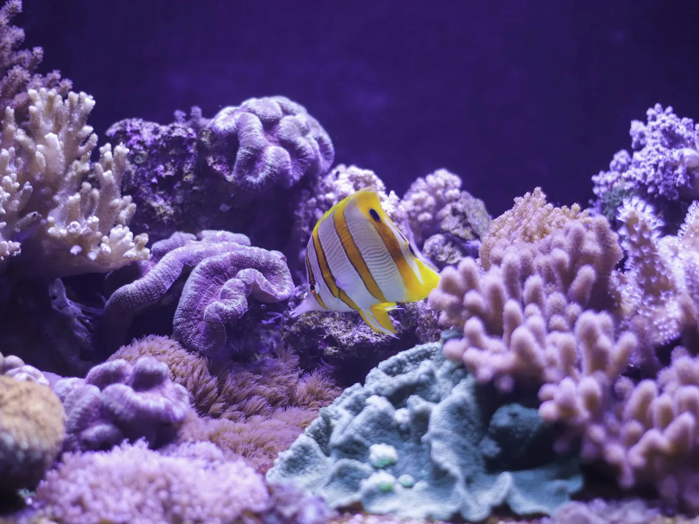 Una barriera corallina tropicale colorata, popolata da pesci.