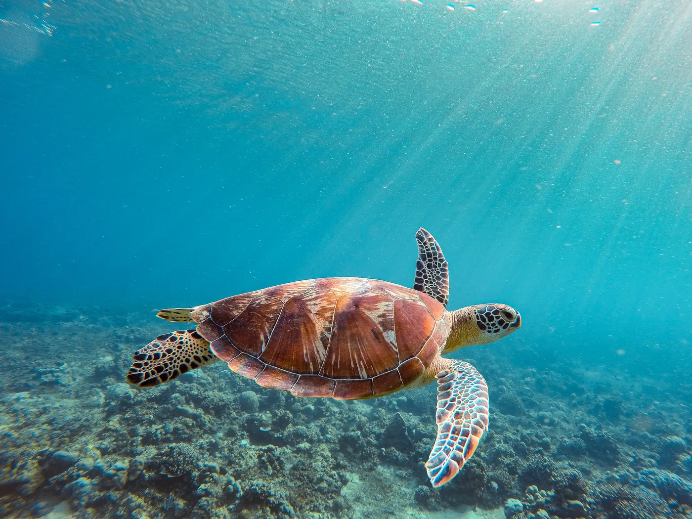 Una tartaruga verde che plana sopra una barriera corallina